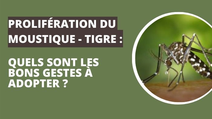 Moustique tigre