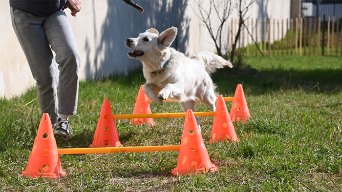 Aire d'ébat canine Clos Layat