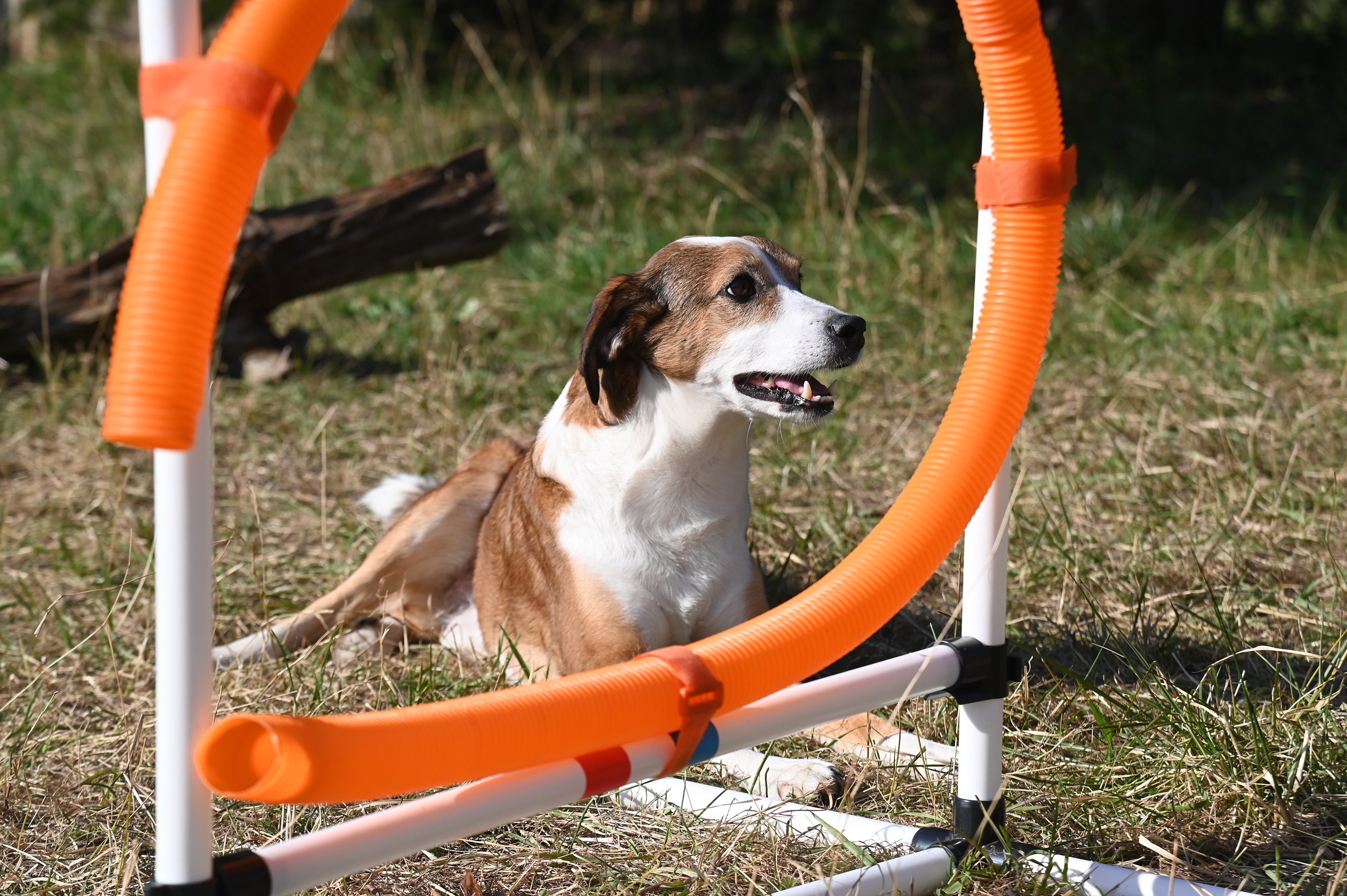 Chien profitant de l'aire d'ébat - 2 