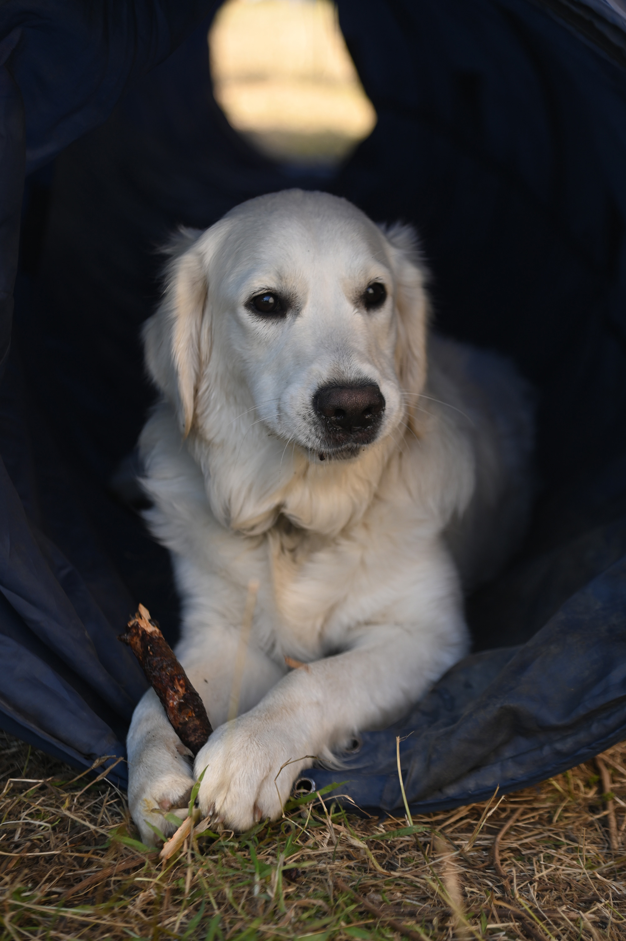 Golden Retriever s'amusant avec un bâton - 5 