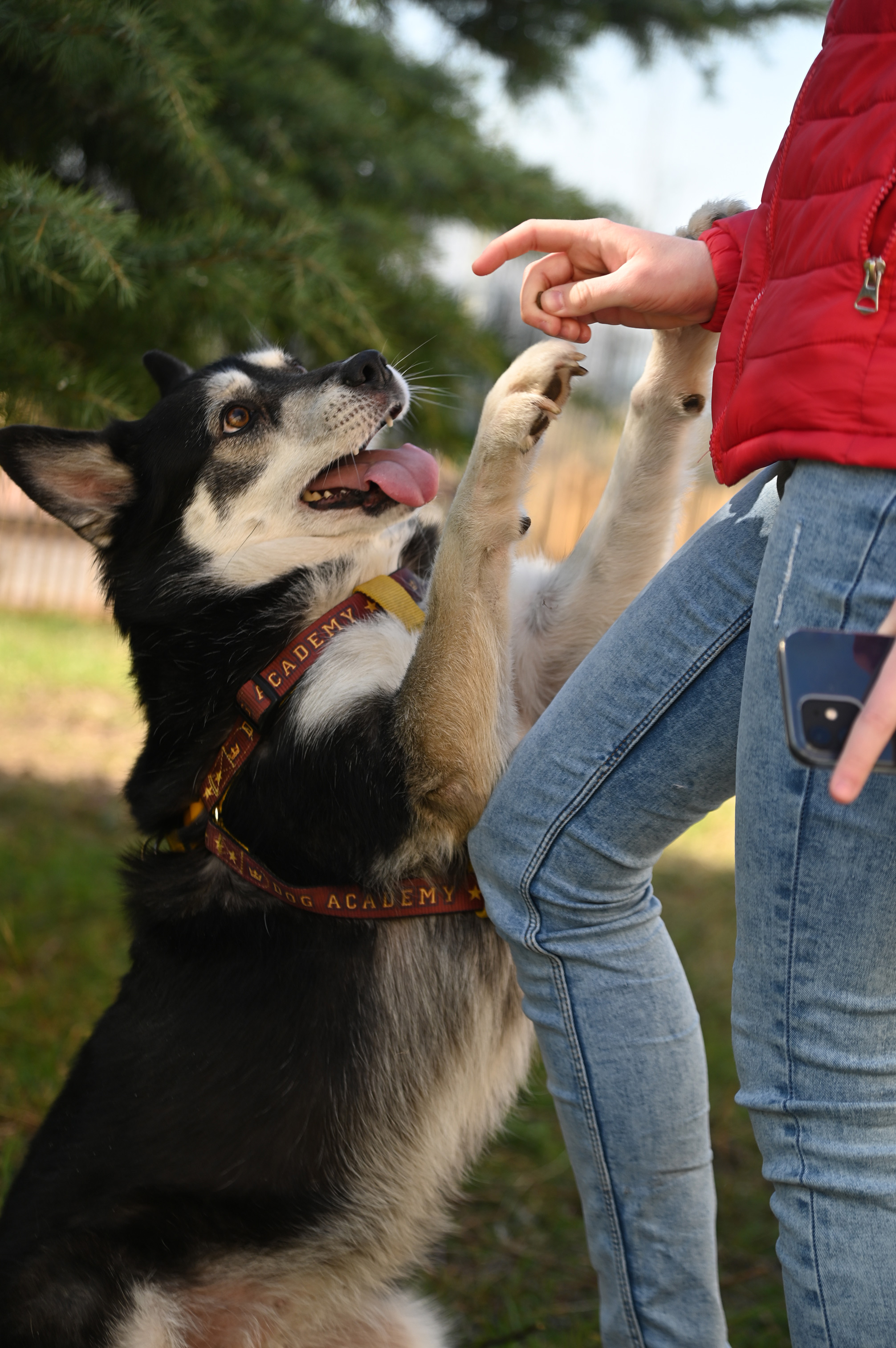 Un chien réclamant une récompense à son maître - 11 